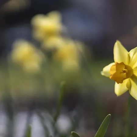 アパート Giardino *